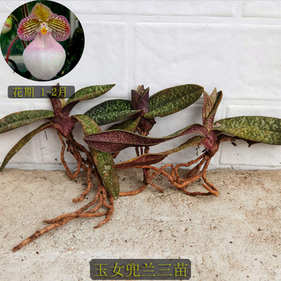 极速玉女兜兰 金童兜兰 硬叶兜兰 黄花粉花 兜兰 U养兰花 花期很