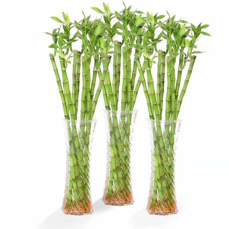 极速龙竹特粗富贵竹植物水养四季招E财带根家用有根的水竹水中绿