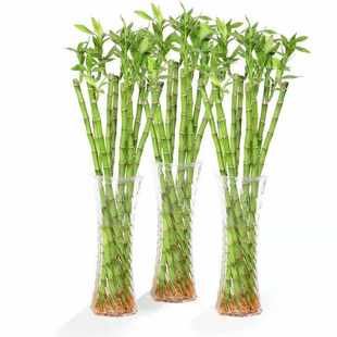 极速龙竹特粗富贵竹植物水养四季招E财带根家用有根的水竹水中绿
