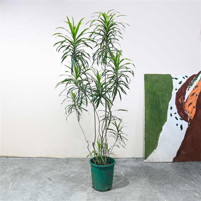 细叶百合竹大型i植物柳叶龙血树大绿植室内净化空气吸甲醛大盆栽