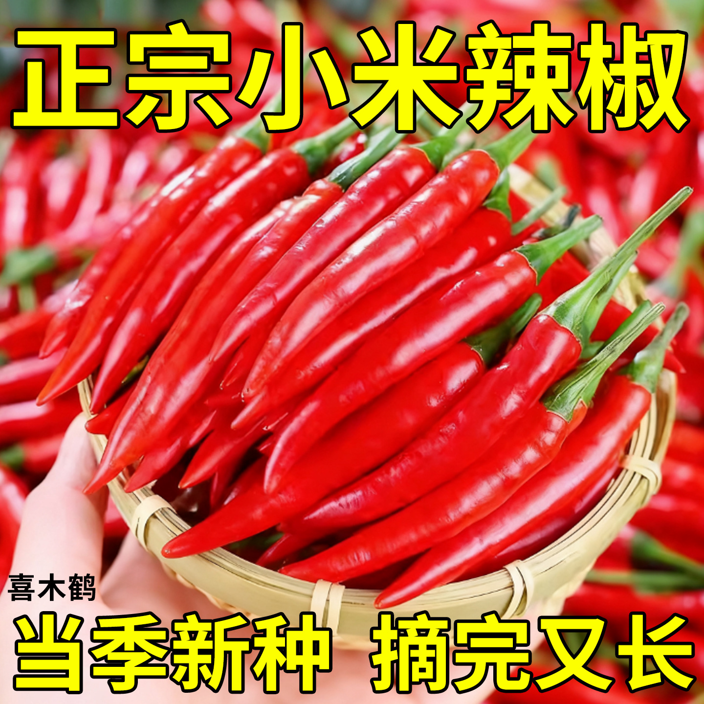 小米辣朝天椒青椒农家自种新鲜小米椒泡椒尖椒朝天椒辣蔬菜种子