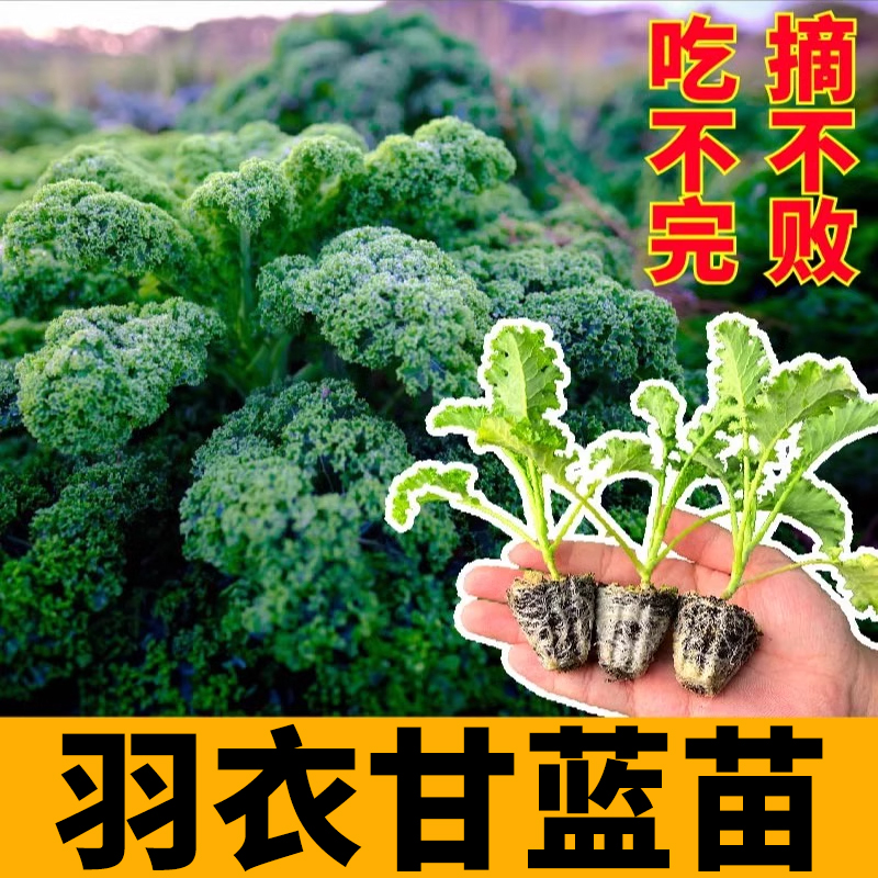 耐寒高产羽衣甘蓝苗秧四季白粉紫羽衣种子多茬采收盆栽食用蔬菜籽