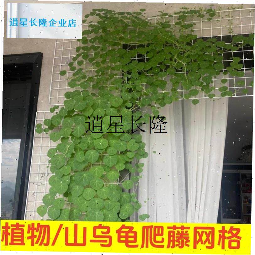 l山乌龟爬藤植物网软网麻绳固定植物花枝藤蔓牵S引攀爬上墙编织网