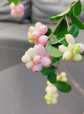 小众稀有粉色雪果发财果鲜花浆果客厅北欧装饰餐桌花艺水培云南发