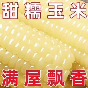 东北黑龙江绥化特产白黄糯玉米棒蒸煮即食粗粮甜粘黏甜玉米