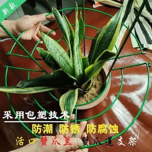 蟹爪兰蟹爪莲专用活口造型支架固定嫁接金属花卉伞形园艺花架