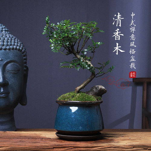 清香木盆栽老桩室内桌面植物办公室绿植好养胡S椒木驱蚊提神盆景