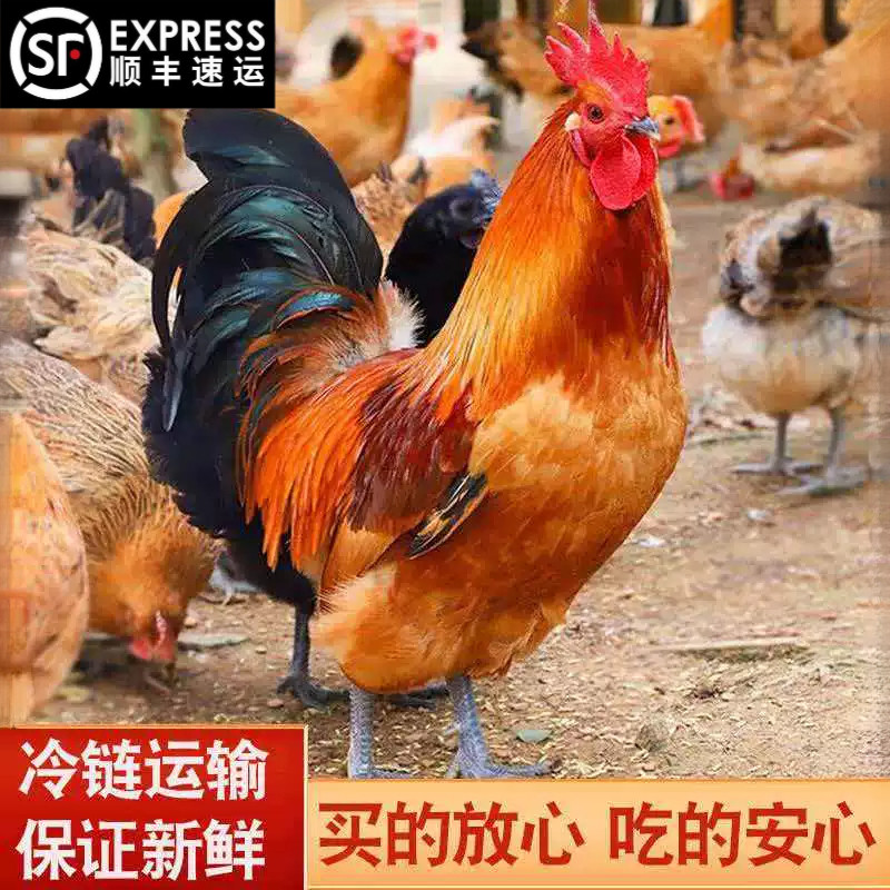 顺丰 黑爪大公鸡正宗农家散养大公鸡新鲜宰杀土鸡笨鸡整鸡冷冻发