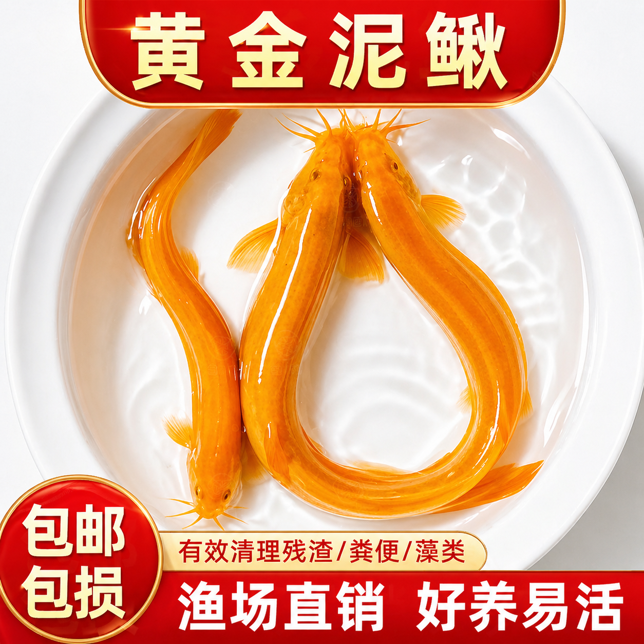 冷水黄金泥鳅鱼苗观赏鱼金色清洁鱼工具鱼清道夫好养耐活新练手