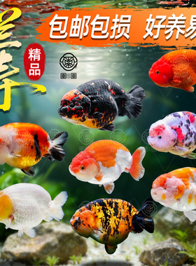 兰寿金鱼淡水观赏鱼精品好养耐活活鱼五花玉兔适合新手的冷水养鱼