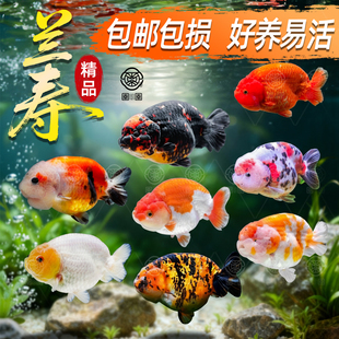 兰寿金鱼淡水观赏鱼精品好养耐活活鱼五花玉兔适合新手 冷水养鱼