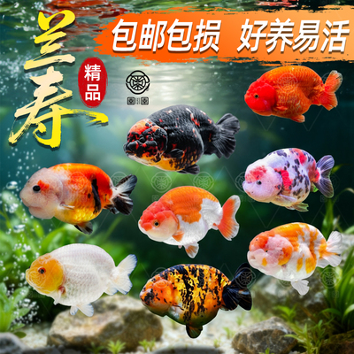 兰寿金鱼淡水观赏鱼精品好养耐活活鱼五花玉兔适合新手的冷水养鱼