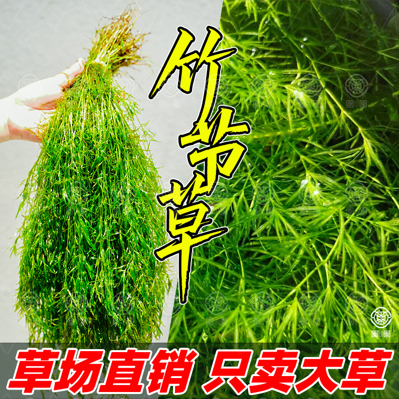 水草印度小竹节草好养植物鱼缸水族箱装饰造景绿菊蜈蚣草净水真草