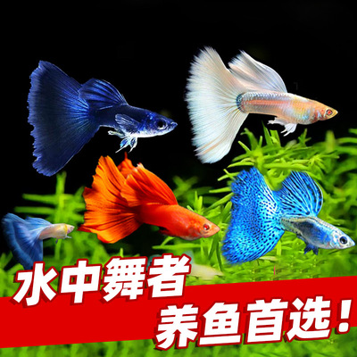 优质孔雀鱼纯种大尾巴活鱼精品凤尾纯种大尾巴临产孕母鱼苗观赏鱼