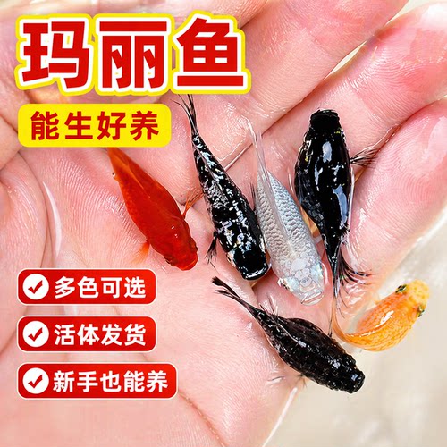 四色玛丽球奶牛鱼胎生鱼