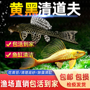 鱼缸清洁工清道夫金苔鼠鱼活体观赏热带淡水吃屎垃圾粪便清理藻类