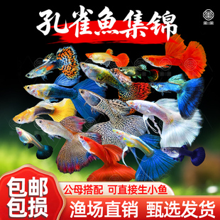 孔雀鱼纯种活体凤尾鱼热带观赏鱼苗淡水小型好养耐活小鱼斑马活鱼