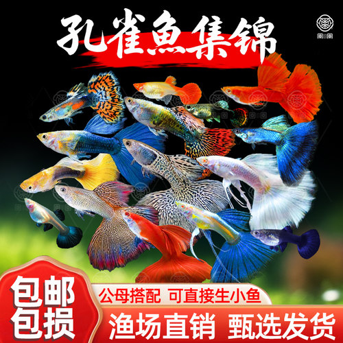 孔雀鱼纯种活体凤尾鱼热带观赏鱼苗淡水小型好养耐活小鱼斑马活鱼