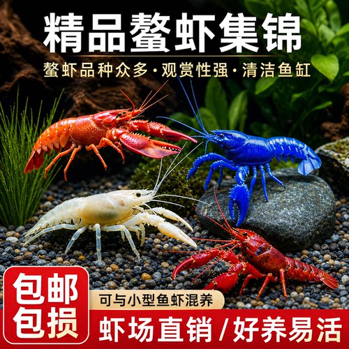 鳌虾观赏虾淡水冷水族耐活体宠物红白蓝色小龙虾火山原生天空蓝魔