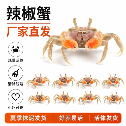 迷你辣椒蟹活体爬宠微景观