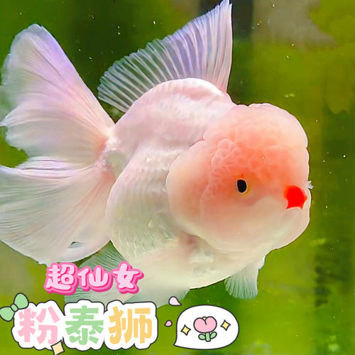 泰狮金鱼活体粉色百褶易养冷水