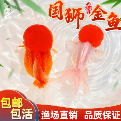 红狮子头小金鱼淡水观赏鱼冷水好养耐活精品鱼苗不加温红国狮活鱼