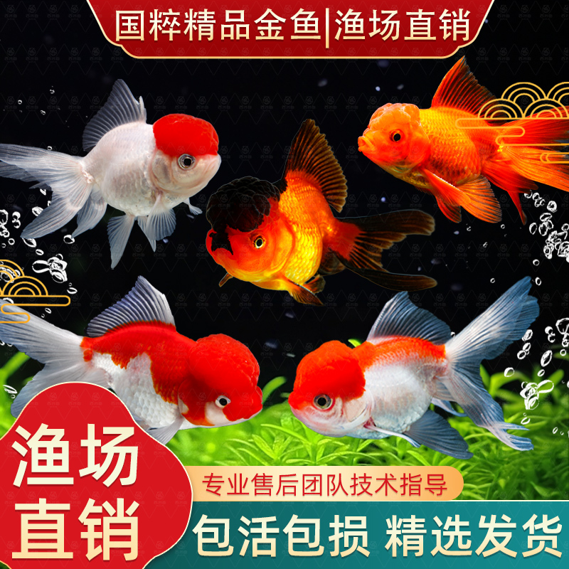 金鱼精品活鱼冷水鱼好养耐活