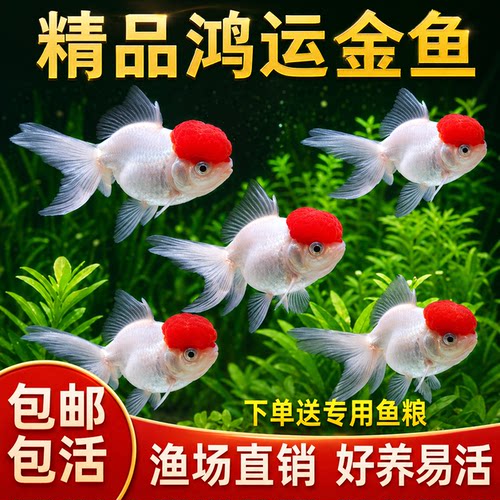 鹤顶红金鱼红头活体鱼观赏鱼红狮子头丹顶冷水鱼淡水好养耐活金鱼