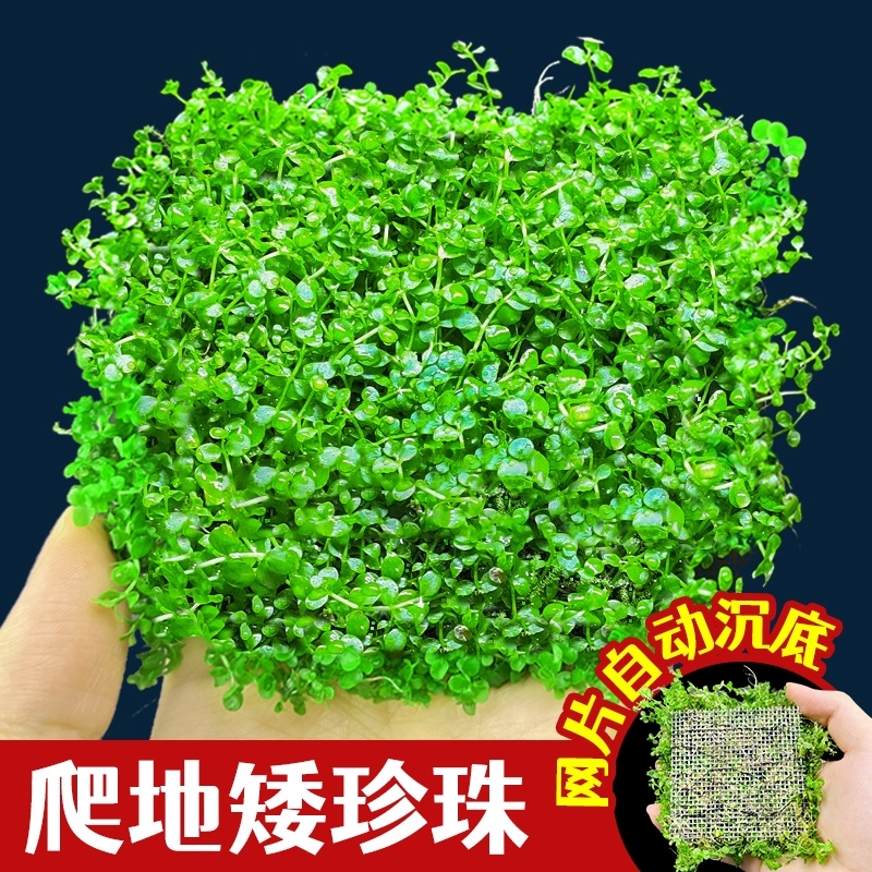 爬地矮珍珠水草日本趴地矮
