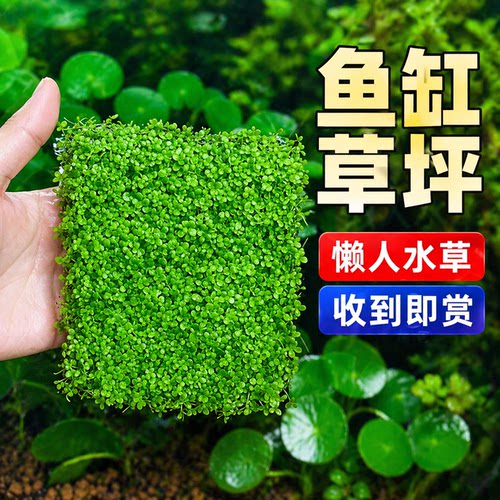 爬地矮珍珠水草日本趴地矮