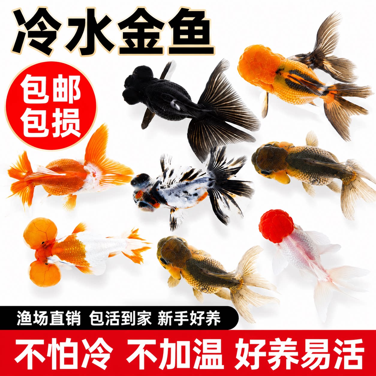 金鱼活鱼红狮子头鸿运当头鱼苗观赏鱼冷水鱼龙镜淡水小型好养耐活