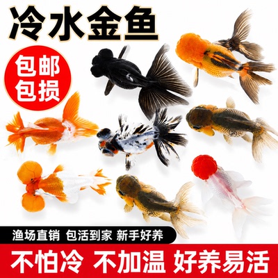 金鱼活鱼红狮子头鸿运当头鱼