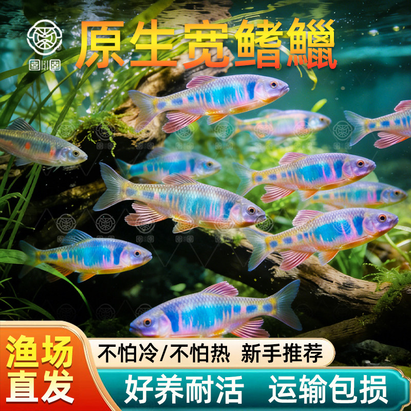 原生鱼长鳍鱲发色宽鳍鱲溪石斑彩马口鱼观赏冷水鱼活体淡水鱼耐养