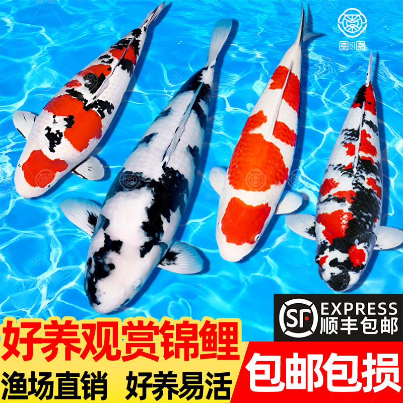 锦鲤活鱼日本纯种昭和黄金龙凤