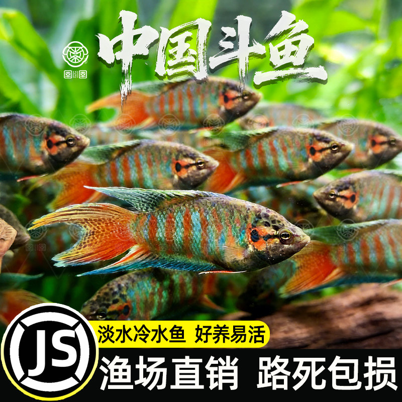 普叉中国斗鱼冷水淡水鱼小型观赏鱼好养易活条纹鱼缸活体宠物鱼苗