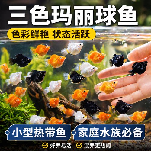 玛丽球鱼玛丽鱼胎生鱼直接下