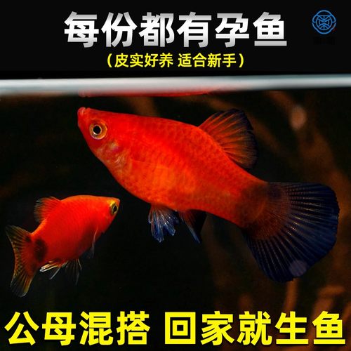 精品红米奇小型鱼活体观赏鱼