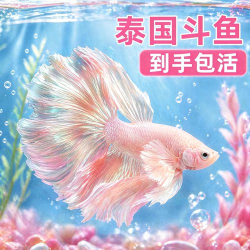 泰国斗鱼仙女款纯白半月超美