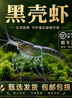 黑壳虾鱼缸水草清洁除藻工具超大观赏米虾宠物活体饲料淡水族造景