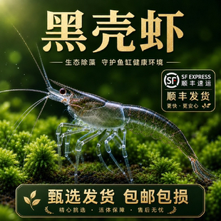 黑壳虾鱼缸水草清洁除藻工具超大观赏米虾宠物活体饲料淡水族造景