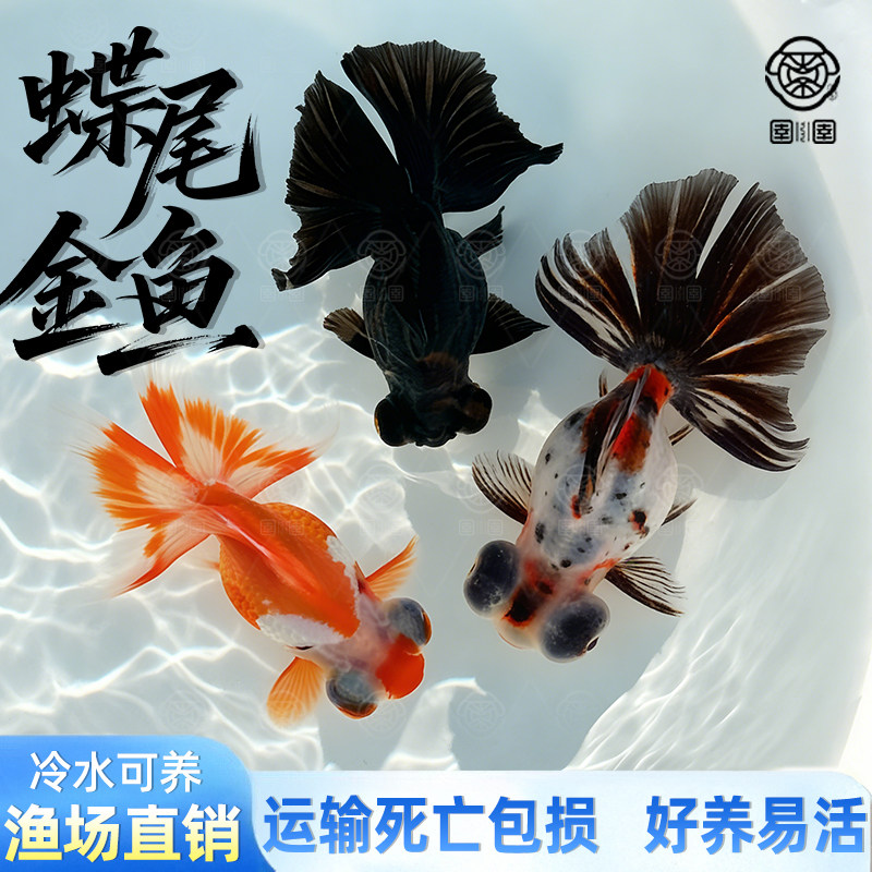 蝶尾金鱼活鱼鱼苗观赏鱼包金蝶尾大眼龙晴冷水鱼淡水小型好养耐活