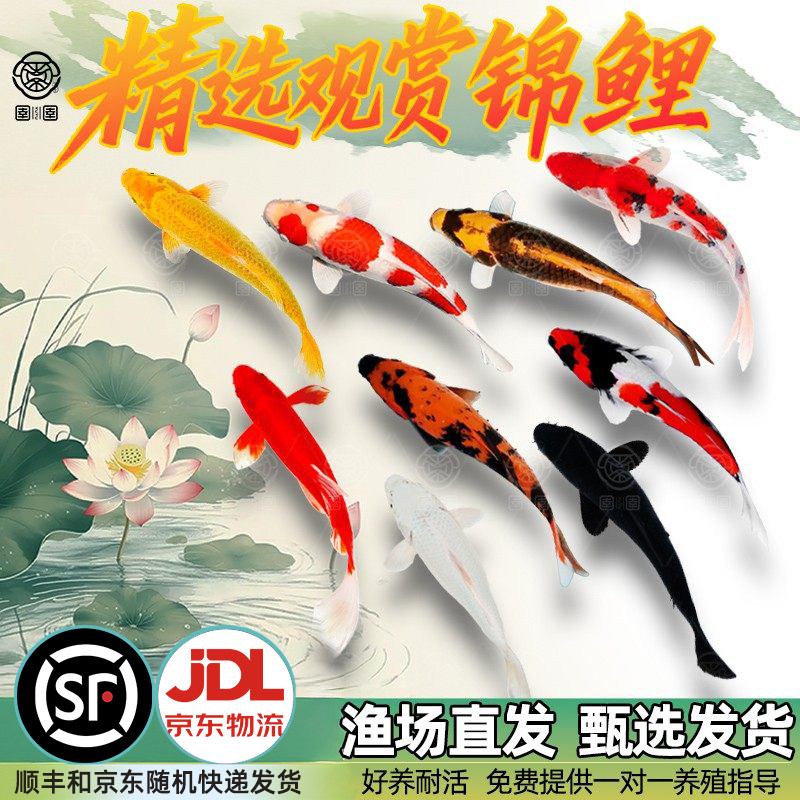 顺丰观赏鱼锦鲤鱼金鱼活鱼冷水鱼懒人鱼淡水小型好养耐活红白三色