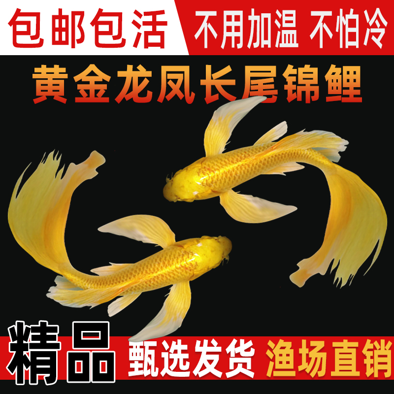 纯种黄金龙凤锦鲤长尾锦鲤活体观赏鱼黄金锦鲤祥瑞鱼淡水冷水好养