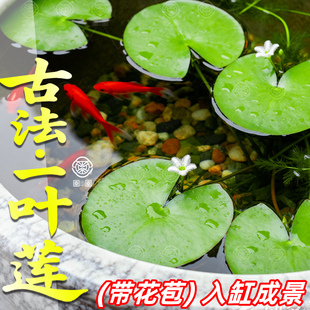 一叶莲水培植物花苞碗莲水生睡莲金银莲四季 荷花鱼缸懒人桌面造景