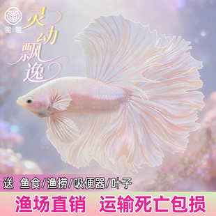 泰国斗鱼仙女款纯白半月超美网红小型淡水热带冷水观赏鱼好养鱼苗