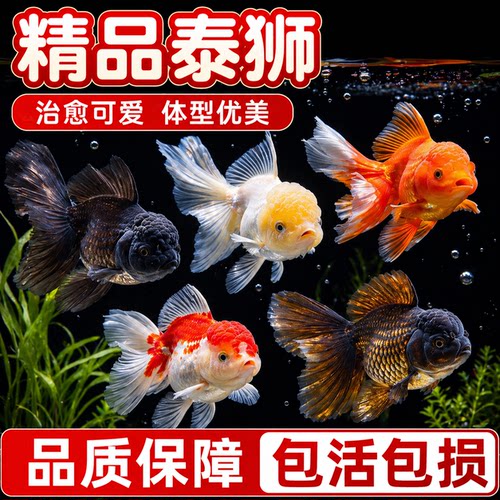 淡水泰狮红国狮红白狮金鱼龙睛菠萝狮子头好养耐活冷水宠物观赏鱼