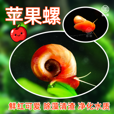 苹果螺除藻螺迷你观赏螺蜗牛工具螺水草缸除苔清理残食清洁螺