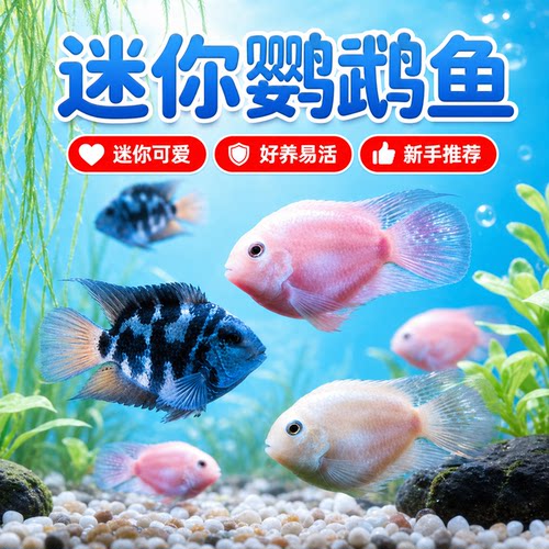 迷你鹦鹉鱼热带淡水小型观赏鱼好养耐活活体鱼苗蓝白鹦鹉繁殖