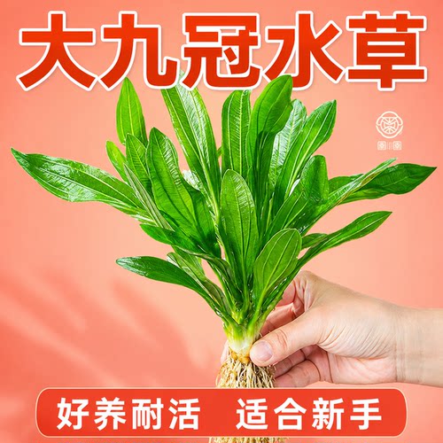 皇冠水草迷你九冠大叶绿九冠鱼缸专用水草植物阴性懒人造景真草
