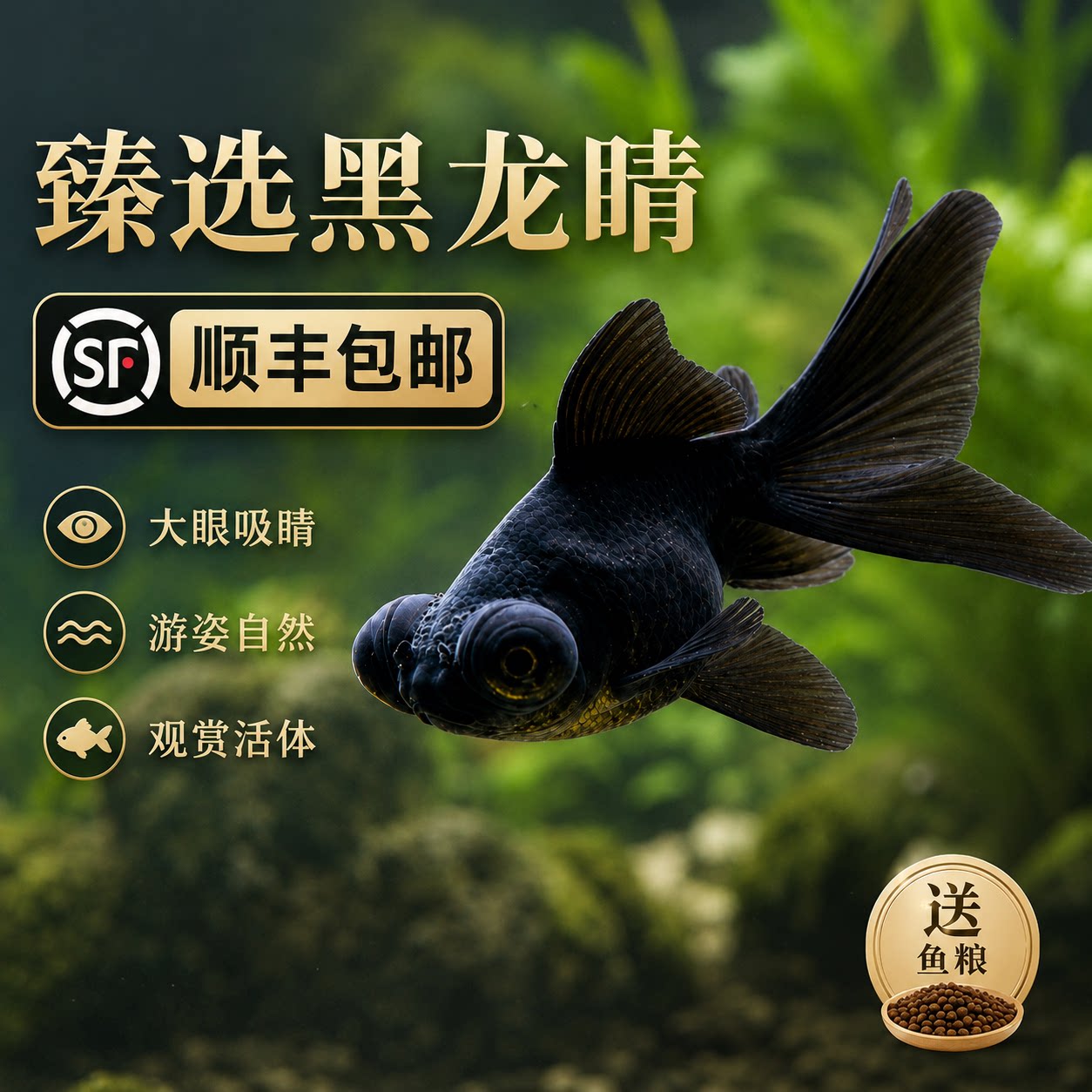 黑龙晴金鱼蝶尾金鱼鸿运当头大眼鱼黑金鱼好养耐活小型冷水观赏鱼图片